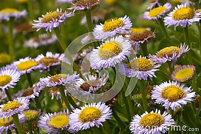 Erigeron glaucus, seaside daisy Stock Photo