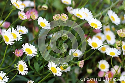 Erigeron karvinskianus flowers from May to October Stock Photo