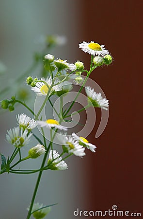 Brilliant and Dainty Fleabane Flowers with Multi-color background - Erigeron Stock Photo