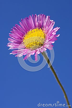 Erigeron Speciosus Charity Stock Photo