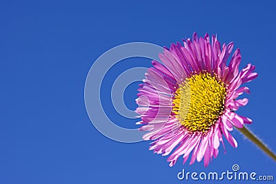 Erigeron Speciosus Charity Stock Photo