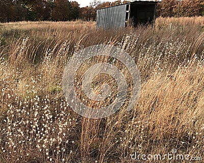 Cotton Grass Stock Photo
