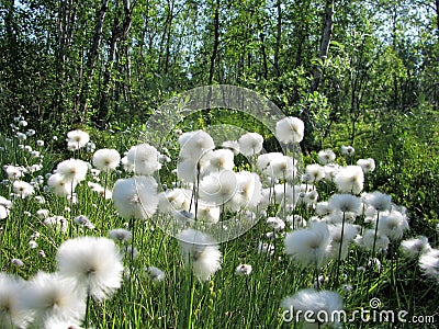 Eriophorum arctic cottongrass flowers in Kiruna, swedish Lappland Stock Photo