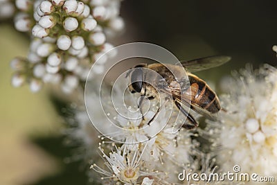 Eristalis nemorum an insect with a beautiful coloration sits on a flower Stock Photo