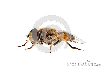 Stripe-faced dronefly isolated on white background, Eristalis nemorum Stock Photo