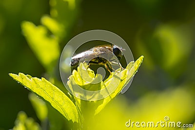 Eristalis pertinax hoverfly closeup Stock Photo