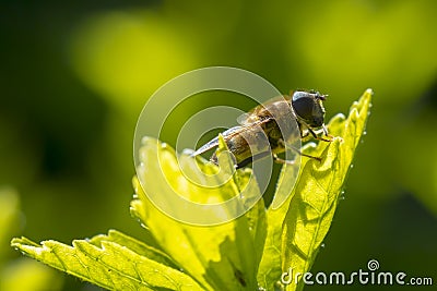 Eristalis pertinax hoverfly closeup Stock Photo