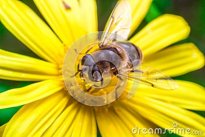 Eristalis Pertinax Stock Photo