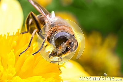 Eristalis Pertinax Stock Photo