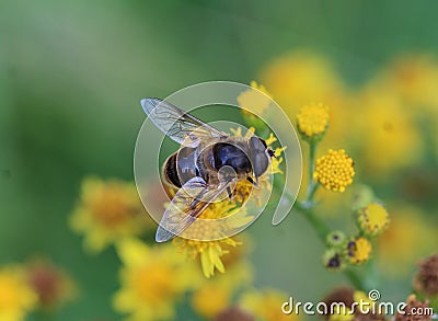 Eristalis Pertinax Stock Photo