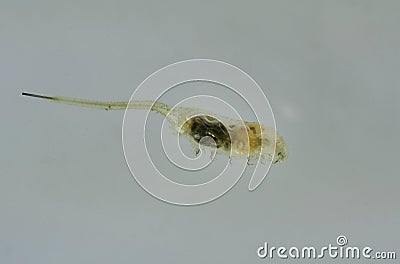 Eristalis tenax insect larva Stock Photo