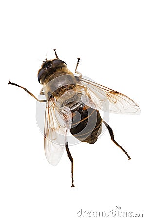 Eristalis tenax Stock Photo