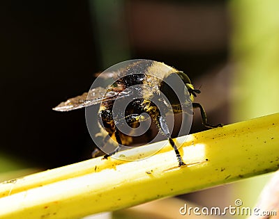 Eristalis tenax Stock Photo