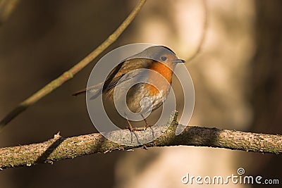 Erithacus rubecula Robin perched on a branch uk wildlife garden birds Stock Photo