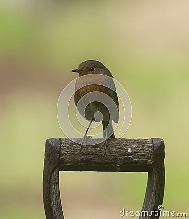 Robin on a post Stock Photo