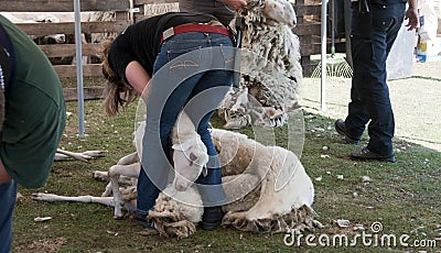 Ermelo sheap shearing Editorial Stock Photo