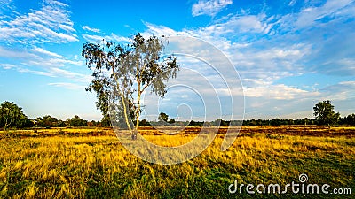 The Ermelose Heide on the Veluwe in the Netherlands Stock Photo