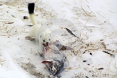 Ermine. Stock Photo