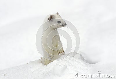 Ermine. Stock Photo