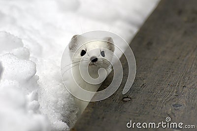 Ermine. Stock Photo