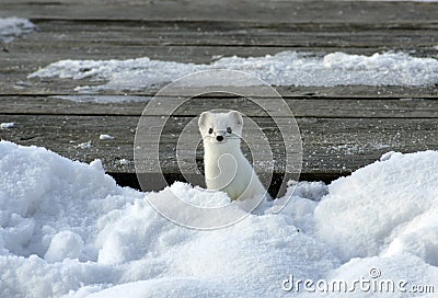 Ermine. Stock Photo