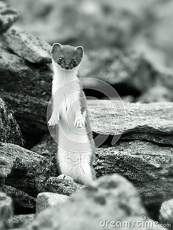 Ermine on ocks Stock Photo