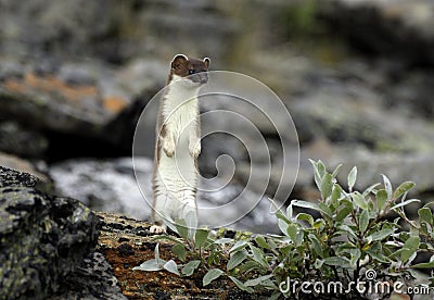 Ermine standing on hind legs Stock Photo