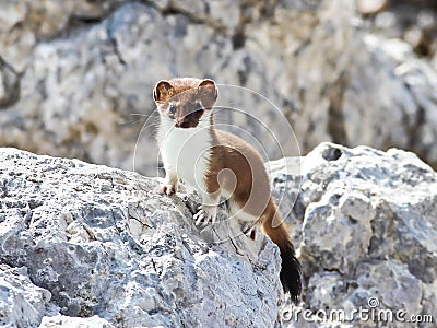 Ermine on the summit of oshten mount Stock Photo