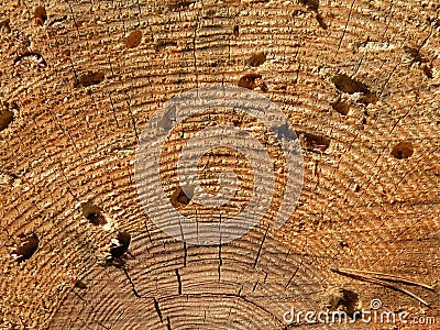 Erode Tree Trunk Stock Photo