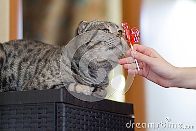 Person feeding cat candy Stock Photo