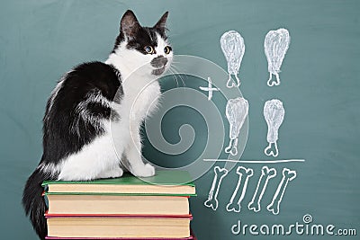 Erudite cat Stock Photo