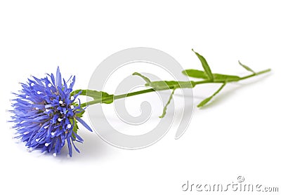 Eryngium. Stock Photo