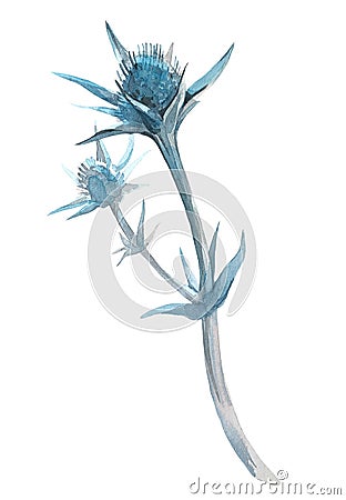 Eryngium bud. Raster illustration on a white background. Hand drawn with watercolors. For various design purposes Cartoon Illustration