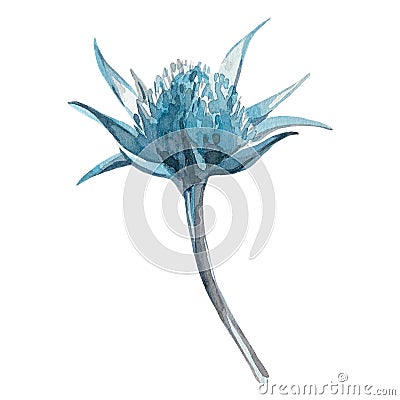 Eryngium bud. Raster illustration on a white background. Hand drawn with watercolors. For various design purposes Cartoon Illustration