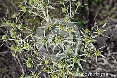 Eryngium campestre Stock Photo