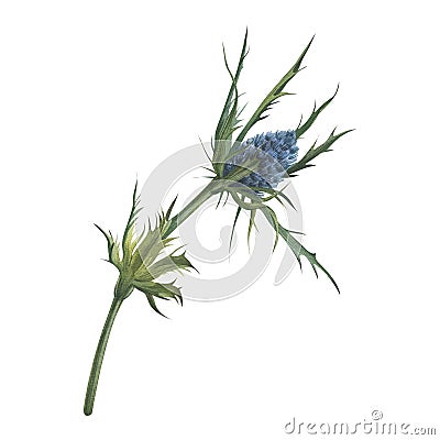 Eryngium flatifolia. Blue Sea Holly. Mediterranean wild plant. Floral greens for flower bouquets. Hand drawn watercolor Cartoon Illustration