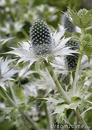 Eryngium giganteum Stock Photo