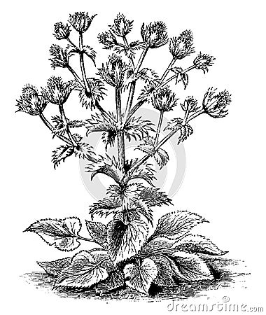 Eryngium Giganteum vintage illustration Vector Illustration