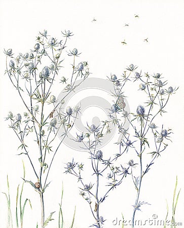 Eryngium and Lycaenidae butterfly hand painted watercolor Stock Photo