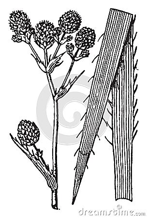 Eryngium vintage illustration Vector Illustration