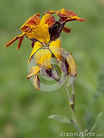 Erysimum aka Wallflower flowers outdoors. Bright and perfumed spring garden plants. Defocussed background. Stock Photo