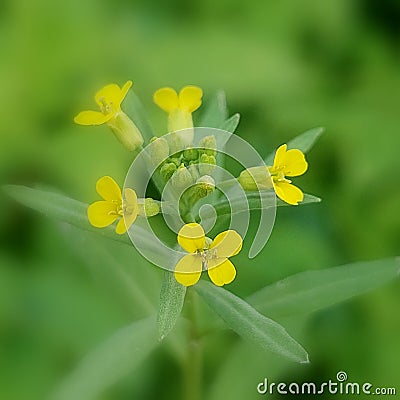 Erysimum cheiranthoides Stock Photo