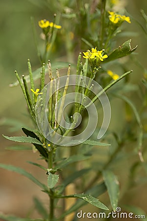 Erysimum cheiranthoides Stock Photo