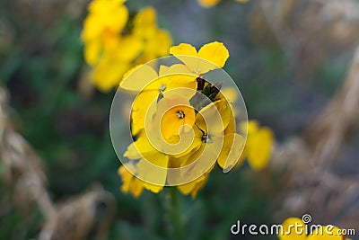 Erysimum cheiri flowers, Cheiranthus cheiri or wallflower Stock Photo