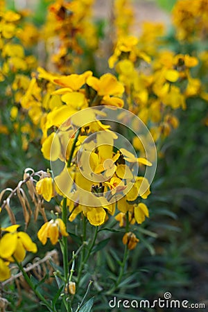 Erysimum cheiri flowers, Cheiranthus cheiri or wallflower Stock Photo