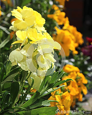 Erysimum cheiri Wallflower Stock Photo