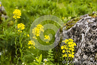 Erysimum odoratum Ehrh., Erysimum erysimoides (L.) Fritsch, Erysimum pannonicum Crantz. Stock Photo