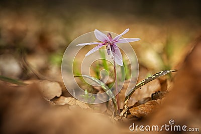 Erythronium dens-canis. Stock Photo