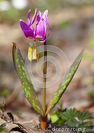 Erythronium sibiricum Stock Photo