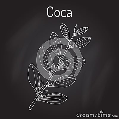 Erythroxylum coca. Hand drawn illustration Vector Illustration